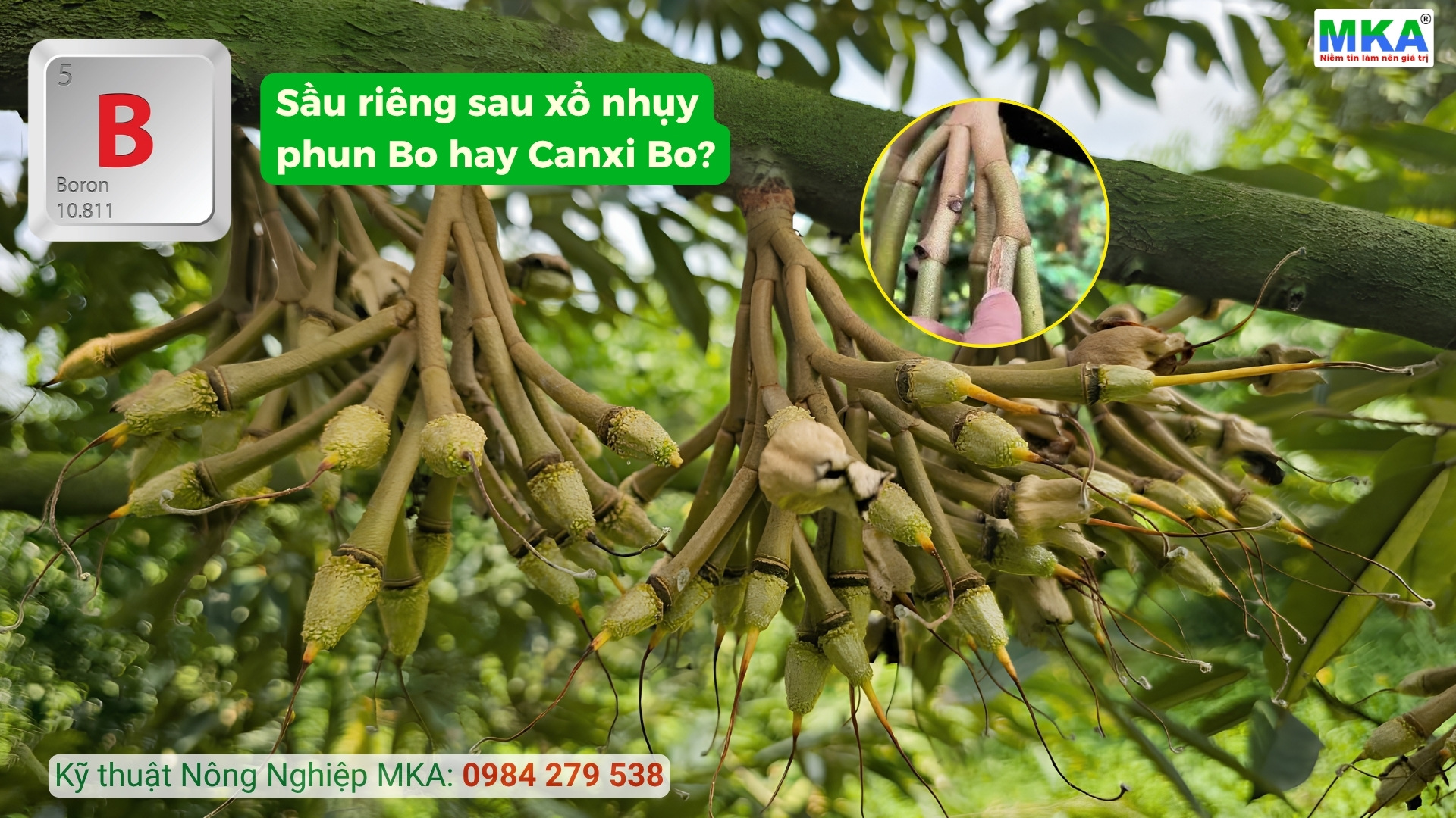 Sầu riêng sau xổ nhụy phun Bo hay Canxi Bo?